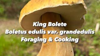 King Bolete Boletus edulis var. grandedulis Foraging & Cooking