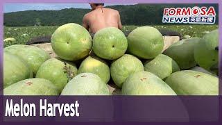 The weird and wonderful jobs involved in the watermelon harvest