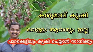 കശുമാവ് കൃഷി #Cashew Nut Fruits #Cashew Farming #CASHEW NUT KRISHI #Cashew Plantation #kl06 farm