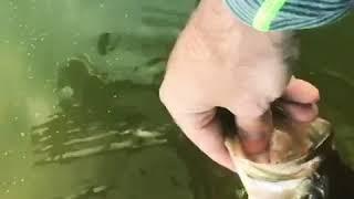 Slow Motion Release Of A Largemouth Bass