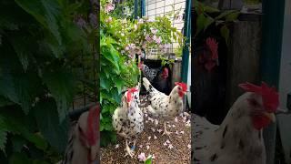 Our busy #freerange #chickens  breeds #exchequer #frenchmarans #altsteirer #leghorn #vorwerk