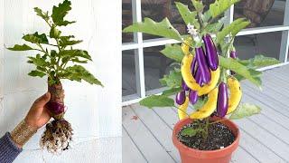 Omg  Growing Eggplant Using BananaHow to grow  tree at hom With Quick And Easy