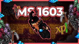 MS 1603 Hunt Solo Brain Grounds 10.4kkh Raw + 1.9kk Profit - Tibia Hunt 13.40