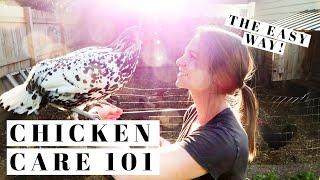 BACKYARD CHICKENS FOR BEGINNERS  How To Take Care Of Egg Laying Hens the EASY WAY  Urban Poultry