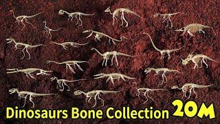 Study dinosaur bone fossils  dinosaur bone collection  What did the dinosaurs eat?  공룡의 뼈 화석 모음집2