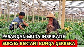 Pasangan Muda Inspiratif Sukses Bertani Bunga Gerbera Untuk Memasok Pasar Jakarta