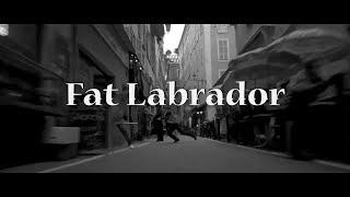 Viko Presto - Fat Labrador