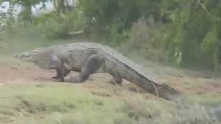 Crocodile at yala national parkSrilanka-HD