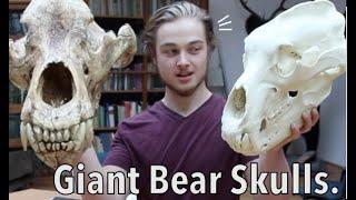 The Biggest Bears. Grizzly Bear  Polar Bear  Cave Bear  Arctodus simus  Skull Comparison.