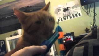 Cat licks push pop