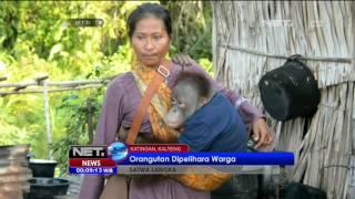 BKSDA Kalimantan Tengah Sita Orangutan Dari Pasangan Suami Istri - NET24