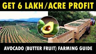 Avocado Fruit Farming - Earn 6 Lakh  Acre  How to grow Avocado from Seed  Butter Fruit Farming
