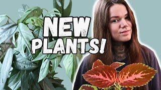 NEW PLANTS For My Houseplant Collection AUGUST 2024