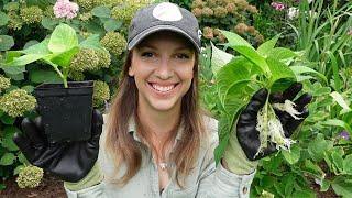 How to Propagate Hydrangeas A Quick Easy and Effective Way to Propagate Unpatented Hydrangeas