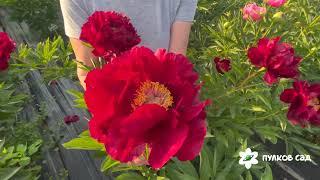 Red Glory peony. Рэд Глори пион. Пулков сад