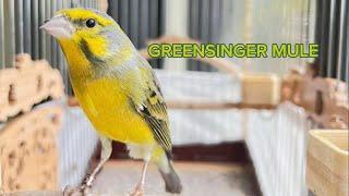 SERINUS Mozambicus Mule  Yellowfronted canary singing  Canario Mozambique سيرينوس موزمبيق  Birds