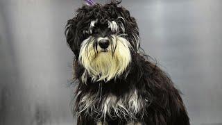 Unbelievable Dog Grooming Transformation Matted to Magnificent