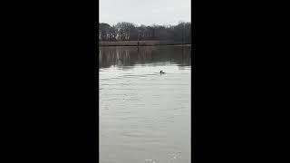 Common Loon release