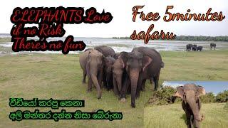 #srilanka #wild #elephants #jeepsafari in #nationalpark