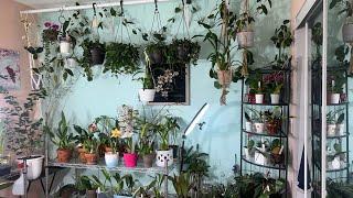 Обзор растений в орхидейной комнате в начале весны. Каттлеи фаленопсисы дендробиум хойи и др.