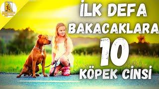 İlk Defa Bakılabilecek 10 Zeki Köpek Cinsi #KÖPEK #DOG #İLKDEFABAKILACAKKÖPEKLER