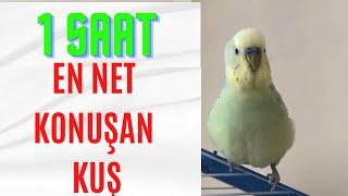 1 SAAT  EN NET KONUŞAN KUŞ