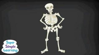 The Skeleton Dance  Classroom Fun  Super Simple Songs