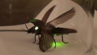 Светлячок жук светляк. Фос-ду-Игуасу Бразилия.  Firefly Lightning Bug. Foz do Iguazu  Brazil