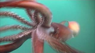 The Fierce Humboldt Squid  KQED QUEST