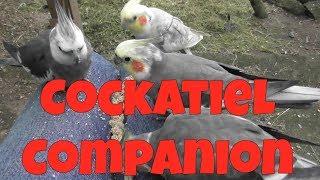 Cockatiel Companion 60 minutes of Entertainment for your Pet Cockatiel