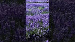 Pannonhalma lavender #shorts