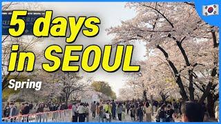 SEOUL 5 day itinerary in spring Local Recommendation  Korea Travel Tips