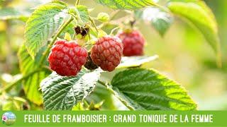 Feuille de framboisier  grand tonique de la femme