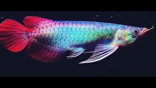 Best Top 10 Royal Grade Arowana Fish  Arowana Fish with Royal Colors - The Dragon Fish