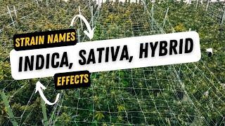 Indica Sativa and Hybrids - What they REALLY mean