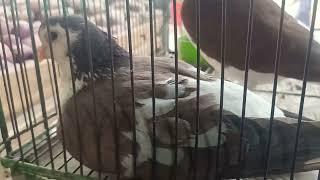 beautiful pigeon breeds for sale  pigeon market  kabootar k ande kaise hothy hain