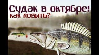 Судак в октябре. Как ловить правильно?