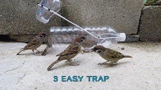 Awesome  3 Easy bird trap