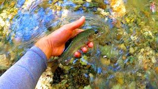 Southern California Wild Trout Fishing