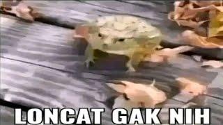 Loncat Gak Nih? Kodok Acumalaka