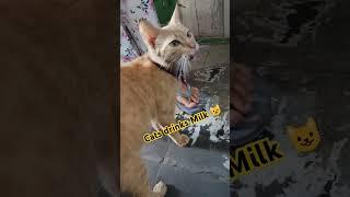 Cats Drink Milk  #trending #cuteanimal #catlover #cat #cutecat #viral #trendingshorts