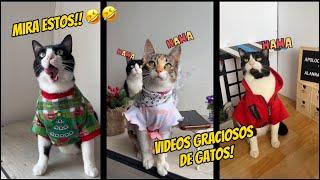 Videos graciosos de gatos 