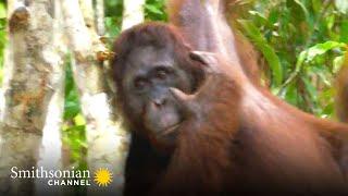 Orangutan Uses Acrobatic Tree-Hopping to Get Food  Orangutan Jungle School  Smithsonian Channel