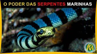 A SERPENTE MARINHA - Poderosas e Adaptadas ao mar