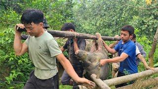 Toàn cảnh mổ lợn mán 180kg  Farm life VN