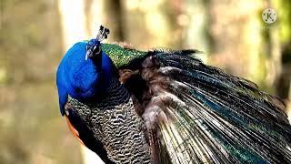 odly satisfying video...#birdsvideo #peacock #nature #whatsappstatus