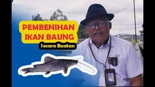 Pembenihan Ikan Baung secara Buatan dengan Penyuntikan Hormon