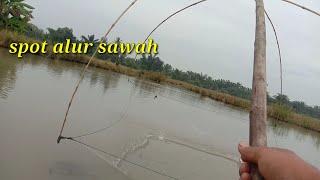 Nangkul di spot alur sawah hasilnya.....