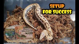 Setting Up Hatchling Blood Pythons