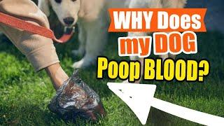 WHY does my DOG Poop BLOOD?🩸